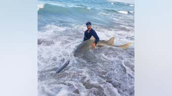 Fisherman hooks 11-foot endangered sawfish off Florida pier, releases it back into ocean