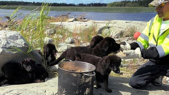 'Gilligan's Island' puppies were castaways, just like TV characters