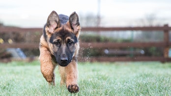 US Open's puppy-themed April Fools' Day announcement disappoints fans