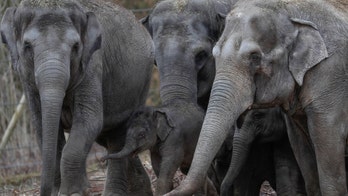 They decided to track 19 elephants, and discovered something macabre