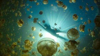 In Pacific nation of Palau, Jellyfish Lake losing namesake