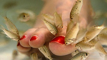 Fish Foot Spas Could Spread HIV and Hepatitis