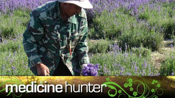 Treating Pain, Other Ailments With Lavender