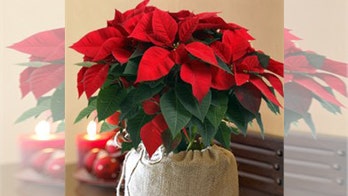 Green Holiday Gift Ideas