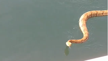 Rattlesnake terrifies North Carolina boaters as it swims across lake, attempts to slither aboard