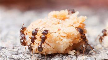 3M years before humans, ants were farmers