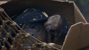 In Argentina, freedom still distant for Sandra the orangutan