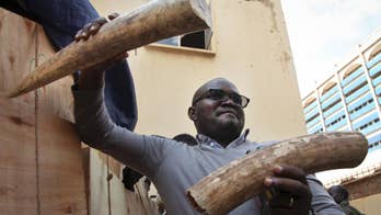 Uganda seizes ton of ivory, arrests 2 West African suspects