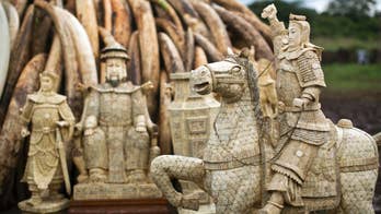 Chinese demand for elephant ivory drops, new report says