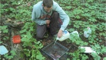 Invasive earthworms harming Great Lakes forests