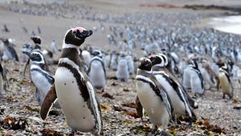 Abundant fish draw 1 million penguins to Argentine peninsula