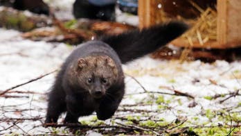 Rare weasel returns to historic range in Washington state