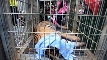 Thai police find tiger slaughter house in temple probe