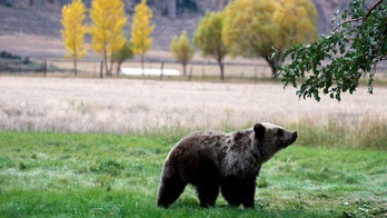 Wyoming, Idaho grizzly hunters told hunts are on hold
