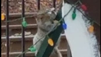 Squirrel responsible for damaging Christmas lights in New Jersey town
