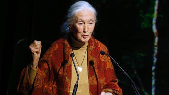 Jane Goodall feels sorry for Cincinnati Zoo director