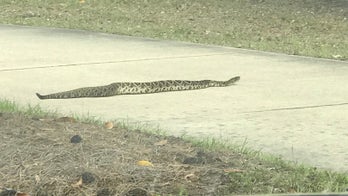 'Monster' diamondback rattlesnake spotted in Florida