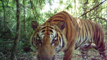 Thai jungle seen as breeding ground for Indochinese tigers