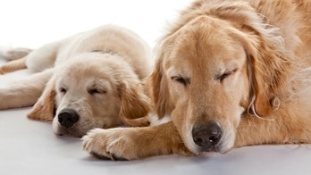 Luxury doggy day care in California? Some have a bone to pick