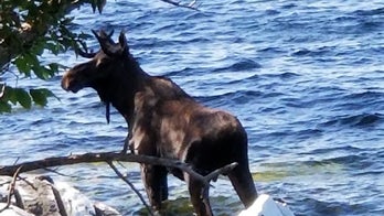 Moose drowns in Vermont lake after being spooked by onlookers snapping photos
