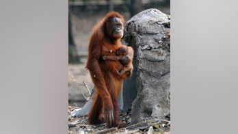 Cadbury bars leave orangutans on ‘brink of extinction’ thanks to ‘destructive’ palm oil