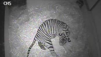 First tiger cub born at London Zoo in 17 years