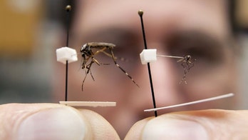 Florida abuzz with reports of monster mosquitoes