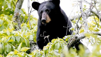 Florida man finds black bear sleeping at his doorstep