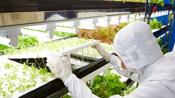 Toshiba enters high-tech food game with lettuce you don’t have to wash