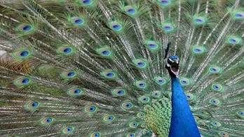 Peacock gunned down after Craigslist ad took out hit on the bird: reports