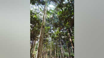 Large parts of the Amazon were originally planted by natives