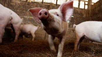 Russia's Krasnodar region restricts movement of live pigs over swine fever