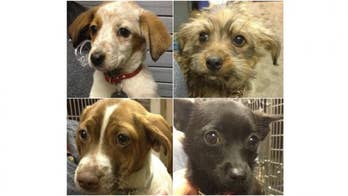 Adopt a fantastic four-legged friend!