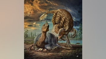 How 3,000-pound dinosaurs sat on eggs but didn't crush them
