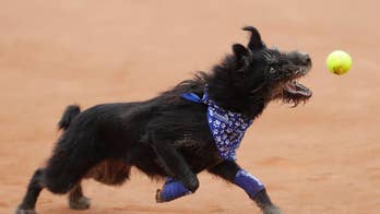 Who's a good dog? The tennis ball retrievers at Brazil Open