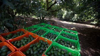 Mexico: Deforestation for avocados much higher than thought