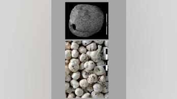 Ancient plants in Israel give clues about real 'Paleo' diet