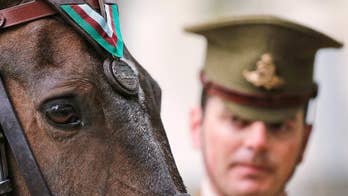 US Marine Corps horse honored for Korean War valor