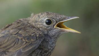 The Bird Poop Facial and 4 More Gross Skin Treatments You Should Never Try