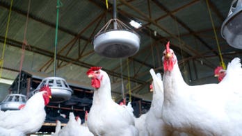 New bird flu cases probable in Iowa, millions of birds affected