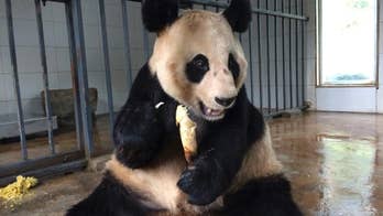 From poor eyesight to bad teeth, pandas' needs grow with age