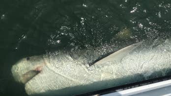 Tiger shark caught for 2nd time by same fisherman