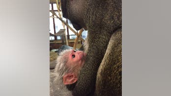 Swamp monkey born at the National Zoo