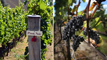 Popularity of Oregon wine leading out-of-state wineries to make false associations