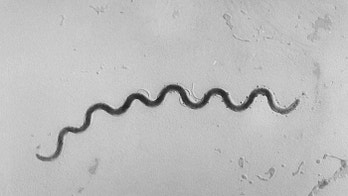 Health officials in Las Vegas declare syphilis outbreak