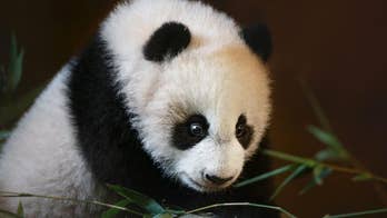 Madrid zoo names latest panda bear Chulina, or Cutey