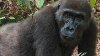 Male gorillas sing and hum when they eat