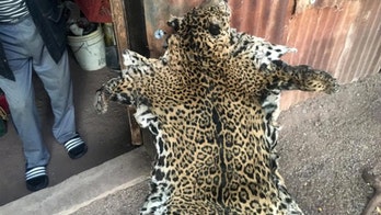 Someone just killed one of the last remaining jaguars in the US