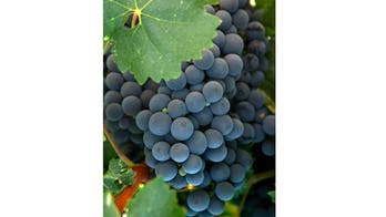 Wine lovers boot camp lets you make your own wine