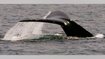 Whale meat beer banned